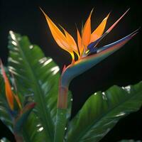 Bird of paradise flower  Strelitzia reginae. photo