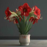 Amaryllis flowers in a vase on a gray background photo