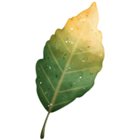 feuille d'automne aquarelle png