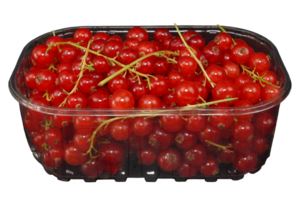 Redcurrants in a plastic box. Redcurrant fruits box. png