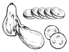 Hand drawn ink vector eggplant aubergine gourd squash. Sketch illustration art for Thanksgiving, harvest, farming. Isolated object, outline. Design for restaurant menu print, cafe, website, invitation