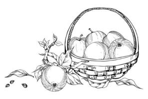 Hand drawn ink composition with apple fruits in basket, with branch and leaves, ripe, full and slices. Isolated on white background. Design for wall art, wedding, print, fabric, cover, card. vector