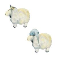 Watercolor hand drawn illustration, magical cute plush baby sheep animals, sleeping hats, cartoon toy character. Single object isolated on white background. Kids children bedroom, fabric, linens print vector