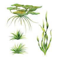 Hand drawn watercolor aquarium plants, algae and seaweed. Marine exotic underwater botanical illustration. Isolated object on white background. Design shops, brochure, print, card, wall art, textile. vector