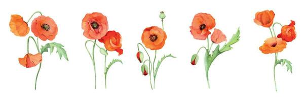 Watercolor bouquet composition, elements with hand drawn summer bright red poppy flowers. Isolated on white background. Design for invitations, wedding, love or greeting cards, paper, print, textile vector
