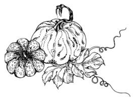 Hand drawn ink vector pumpkin gourd squash. Sketch illustration art for Thanksgiving, Halloween, harvest, farming. Isolated object, outline. Design for restaurant menu print, cafe, website, invitation