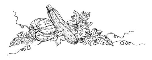 Hand drawn ink vector marrow zucchini gourd squash. Sketch illustration art for Thanksgiving, harvest, farming. Isolated object, outline. Design for restaurant menu print, cafe, website, invitation