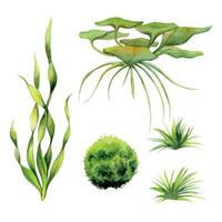 Hand drawn watercolor aquarium plants, algae and seaweed. Marine exotic underwater botanical illustration. Isolated object on white background. Design shops, brochure, print, card, wall art, textile. vector