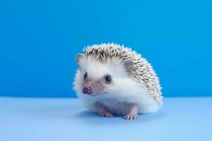 Very cute Hedgehog in nature, national geography, Wide life animals. AI Generated. photo