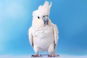 Very cute Cockatoo in nature, national geography, Wide life animals. AI Generated. photo