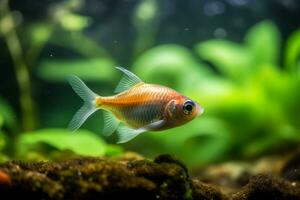 Cute Tetra in nature, national geography, Wide life animals. AI Generated. photo