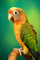Very cute Conure in nature, national geography, Wide life animals. AI Generated. photo