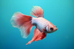 Very cute Betta Fish in nature, national geography, Wide life animals. AI Generated. photo