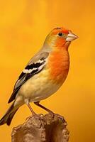 Very cute Finch in nature, national geography, Wide life animals. AI Generated. photo