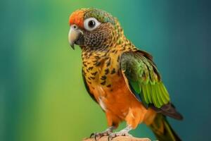 Very cute Conure, full body in nature, national geography, Wide life animals. AI Generated. photo