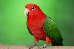 muy linda eclectus en naturaleza, nacional geografía, amplio vida animales ai generado. foto