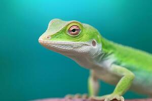 linda anolis en naturaleza, nacional geografía, amplio vida animales ai generado. foto