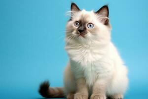 Cute Birman in nature, national geography, Wide life animals. AI Generated. photo