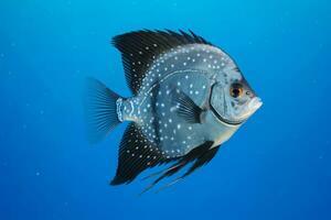 very cute Angel fishery cute Angelfish in nature, national geography, Wide life animals. AI Generated photo