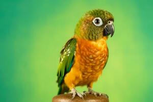 Very cute Conure, full body in nature, national geography, Wide life animals. AI Generated. photo