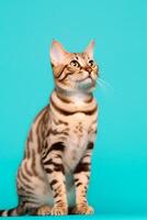 Very cute Bengal in nature, national geography, Wide life animals. AI Generated. photo