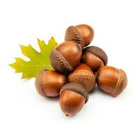 Acorns isolated on white background photo