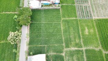 ver desde el parte superior de el arroz campos foto