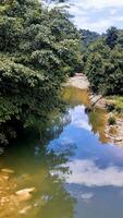 ver de río en el bosque foto