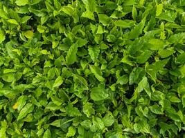 Lot of green leaf on the tropical forest and decorative plant. photo