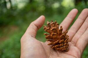 Man hold of pine fruit texture. The photo is suitable to use for nature background, botanical poster and advertising.