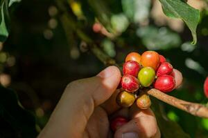 Hand hold and showing the raw coffee beans when harvest season. The photo is suitable to use for coffee shop poster, background and content media.