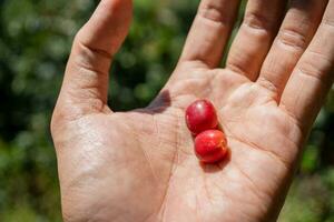 Hand hold and showing the raw coffee beans when harvest season. The photo is suitable to use for coffee shop poster, background and content media.