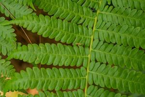 Textured and surface of Eagle fern green leaf on the camping ground. The photo is suitable to use botanical content media, environmental poster and nature background.