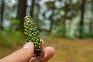Man hold Green Pinus sylvestris fruit on the pine forest camping ground. The photo is suitable to use botanical content media, environmental poster and nature background.