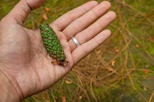 Man hold Green Pinus sylvestris fruit on the pine forest camping ground. The photo is suitable to use botanical content media, environmental poster and nature background.