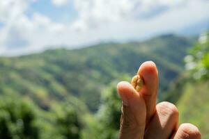Hand hold and showing the raw coffee beans when harvest season. The photo is suitable to use for coffee shop poster, background and content media.