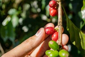 Hand hold and showing the raw coffee beans when harvest season. The photo is suitable to use for coffee shop poster, background and content media.