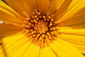 Asteraceae wild yellow flower blooming when summer season. With close up photo and green leaf background. The photo is suitable to use for botanical content media and flowers nature photo background.
