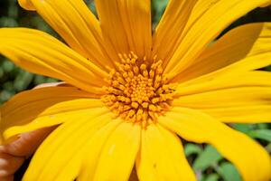 asteraceae salvaje amarillo flor floreciente cuando verano estación. con cerca arriba foto y verde hoja antecedentes. el foto es adecuado a utilizar para botánico contenido medios de comunicación y flores naturaleza foto antecedentes.