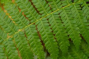 Textured and surface of Eagle fern green leaf on the camping ground. The photo is suitable to use botanical content media, environmental poster and nature background.