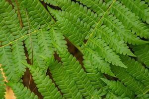 Textured and surface of Eagle fern green leaf on the camping ground. The photo is suitable to use botanical content media, environmental poster and nature background.