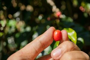 Hand hold and showing the raw coffee beans when harvest season. The photo is suitable to use for coffee shop poster, background and content media.