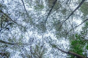 pino bosque cuando primavera ese en el pista para excursionismo montaña. el foto es adecuado a utilizar para aventuras contenido medios de comunicación, naturaleza póster y bosque antecedentes.