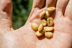 Hand hold and showing the raw coffee beans when harvest season. The photo is suitable to use for coffee shop poster, background and content media.