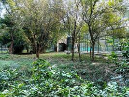 white tiger with cage in zoo in lucknow photo