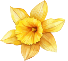 Daffodil flower watercolor illustration. AI Generated png