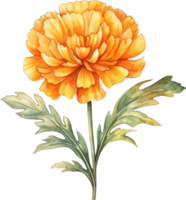 calêndula flor aguarela ilustração. ai gerado png