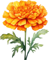 Marigold flower watercolor illustration. AI Generated png