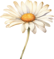 Daisy flower watercolor illustration. AI Generated png