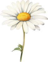 daisy blomma vattenfärg illustration. ai genererad png